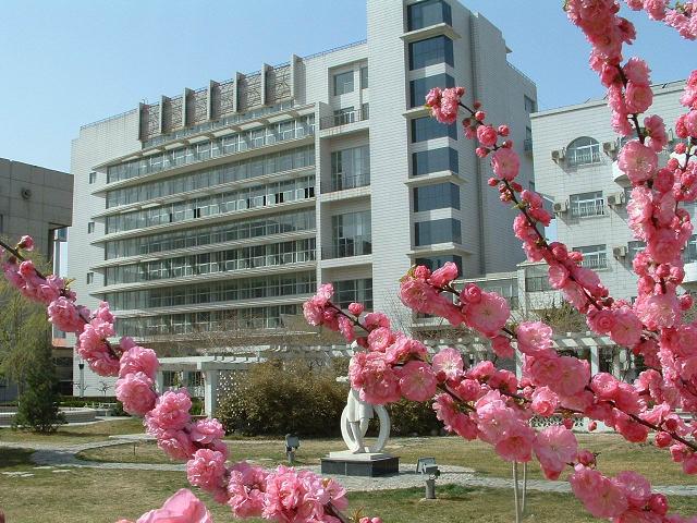 大鸡巴插在骚逼里